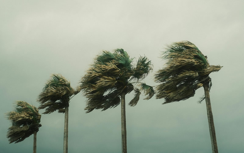 Stormy weather and palm trees